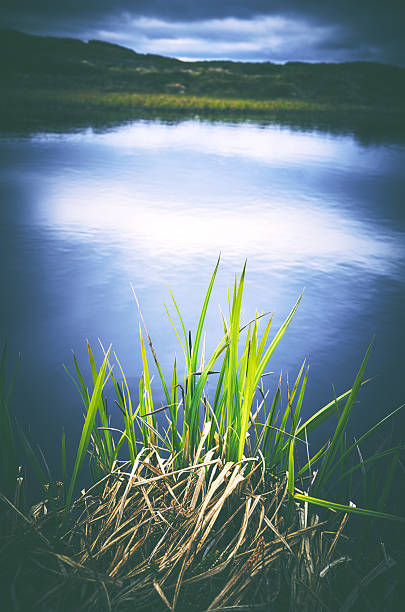 istock Reed grass, blue sky reflected in water swamp surface 545257660