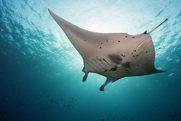 istock Manta underwater in the blue ocean background 545258516