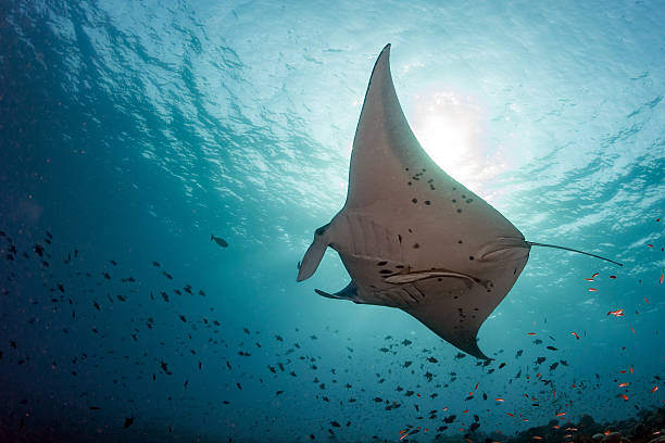 istock Manta underwater in the blue ocean background 545258554