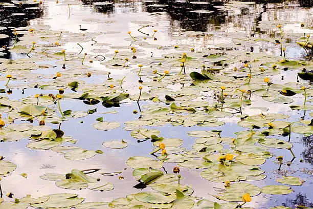 Sky reflection on the river covered with yellow Nuphar Lutea flowers