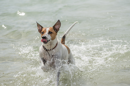 Danish-Swedish Farmdog playing fetch in water. This breed, which originates from Denmark and southern Sweden is lively and friendly.
