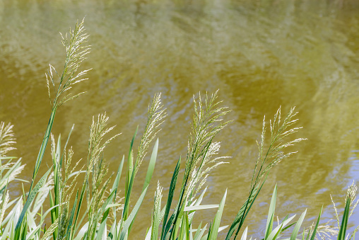 Green Glyceria maxima, also known as Great Manna Grass, Reed Mannagrass, and Reed Sweet-grass, growing near the water of the lake