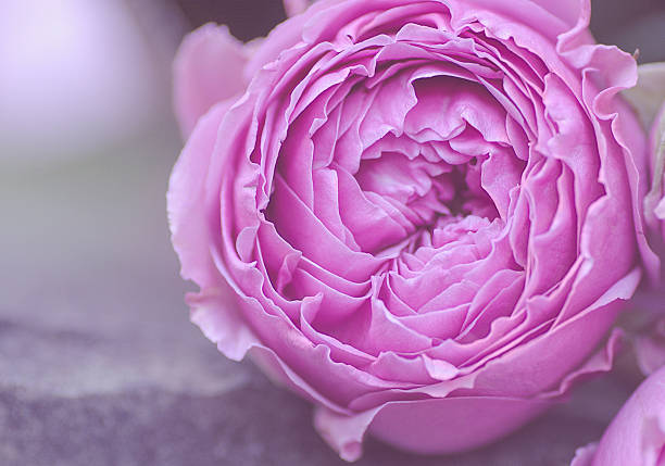 istock in pale pink color lush rosebud 545260234