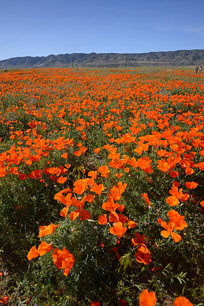 istock california poppy 545261628