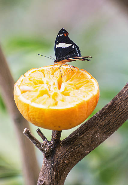 istock Beautiful black butterfly feeding the orange fruit 545261942