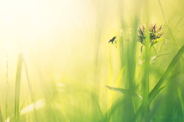 istock Morning light over  wildflowers and bugs 545263830