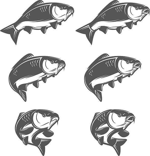illustrazioni stock, clip art, cartoni animati e icone di tendenza di set di pesce carpa vintage in varie posizioni - image computer graphic sea one animal