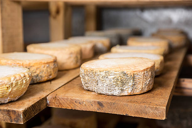 istock heads of young goat cheese  with a blue mold 545264366