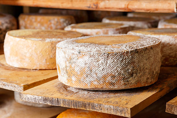 istock Big yellow goat cheese heads 545264764