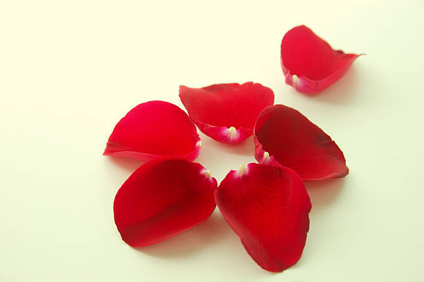 istock Loose red rose petals shaped into a flower 545266174