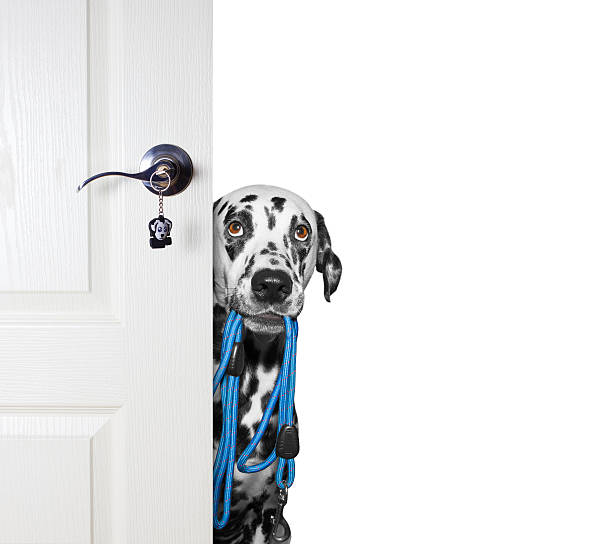 istock Dog with a leash peeks out from behind the door 545267062