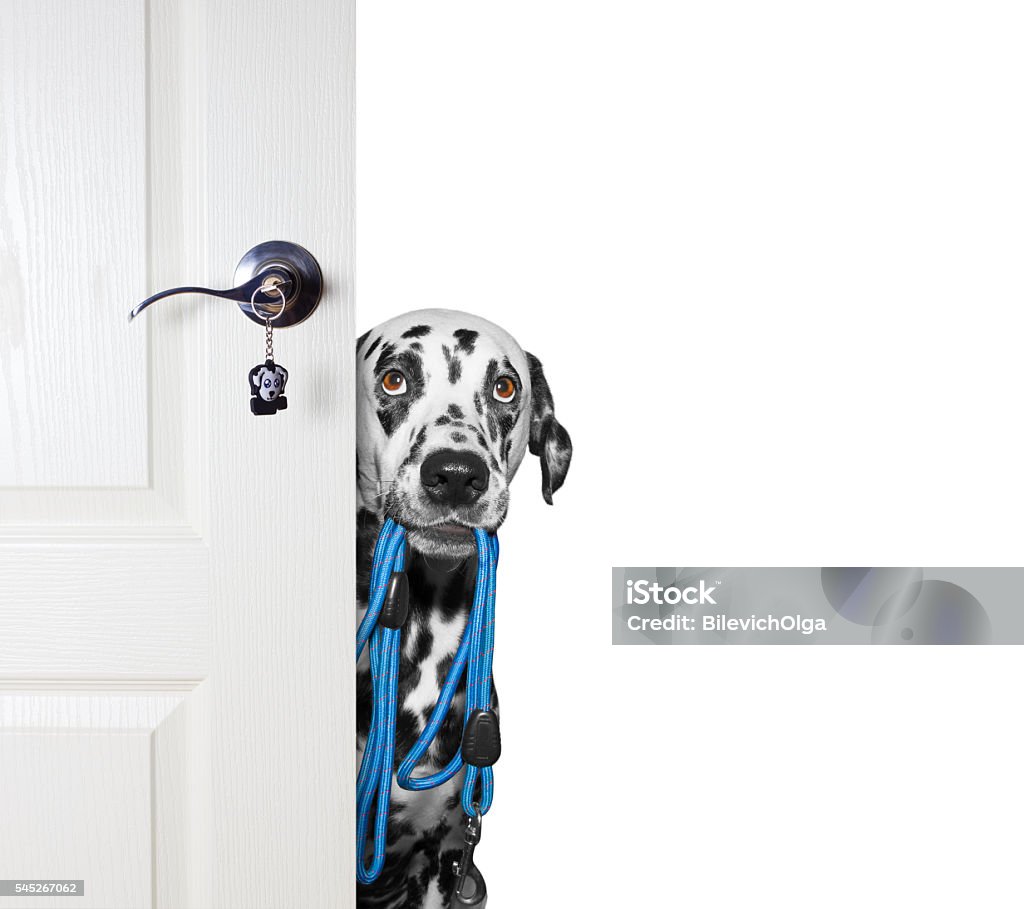 Dog with a leash peeks out from behind the door Dog with a leash peeks out from behind the door -- isolated on white Dalmatian Dog Stock Photo
