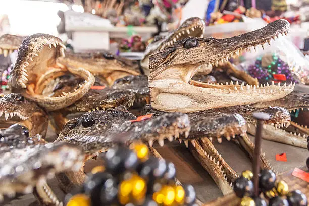 Photo of Alligator Heads for Sale in New Orleans