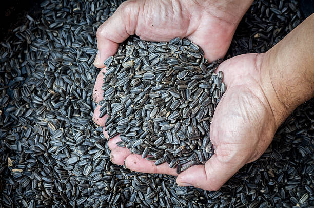istock Man hands with  sunflower seeds background 545267582