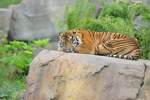 Sumatran Tiger looking at camera whilst resting on rocky outcrop.  