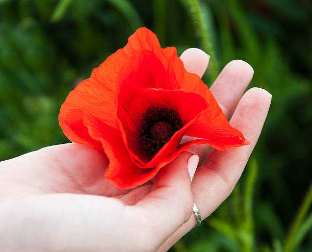istock woman hand with poppy flowers 545268274
