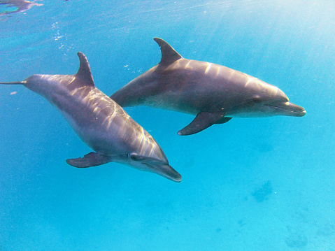 A graceful Indo-Pacific Bottlenose Dolphin is shown swimming in the clear aqua waters off Port Stephens in NSW, Australia. Around 90-120 dolphins live permanently in these waters and are much-loved by locals and visitors alike. The dolphin is viewed side-on and its whole body can be seen from snout to tail. Half its body is out of the water. Next to the dolphin there are two other dolphins from its pod swimming underwater. These grey dolphins get their name from their short round snouts that look a bit like a bottle. They also have a broad triangular dorsal fin in the middle of their backs. The water in the photo is a beautiful clear aqua green colour.