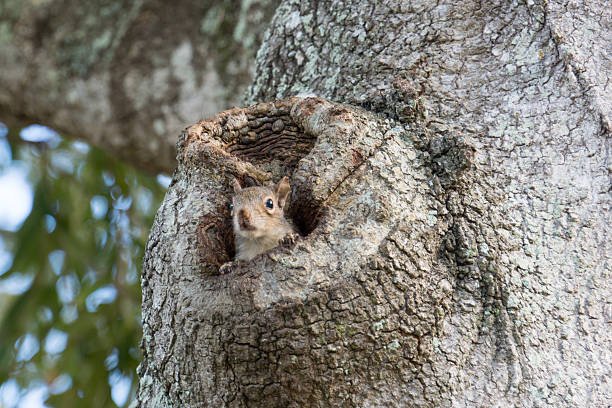 Eastern Gray Squirrel Peeking from Oak Tree Hollow II