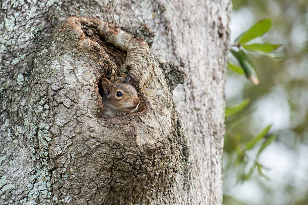 istock Eastern Gray Squirrel Peeking from Oak Tree Hollow III 545268868