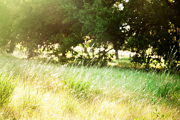 istock Nature background.  Tall grasses in backlit pasture with sun flares. 545269160