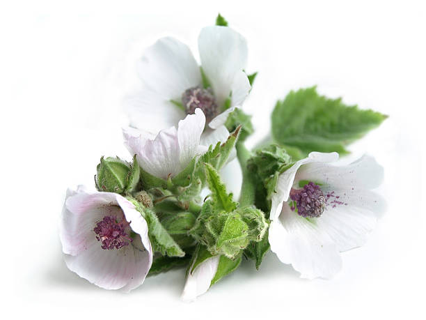 Marsh mallow (Althaea officinalis) Branch comfrey with flower, isolated on white. The root and leaves are used medicinally to treat cough and bronchitis. marshmallow photos stock pictures, royalty-free photos & images