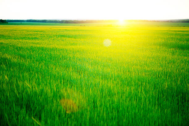 istock Beautiful sunset and wheat field. 545271902