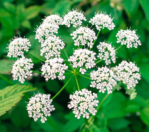 istock Rare forest plants and flowers 545272196