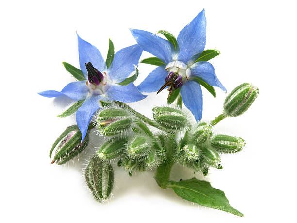 borraja (borago officinalis) - borage fotografías e imágenes de stock