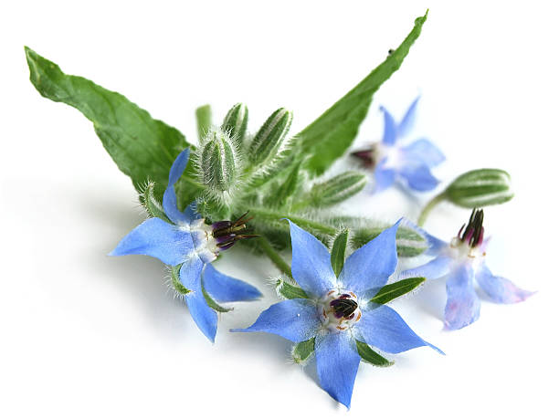 borraja (borago officinalis) - borage fotografías e imágenes de stock