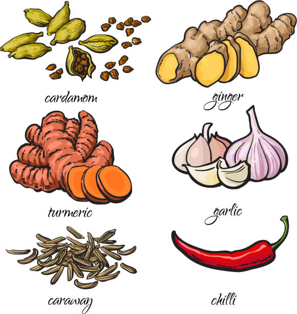 эскиз стиле специи - чеснок, имбирь, куркума, кардамон, чили, тмин - spice ginger cooking tasting stock illustrations