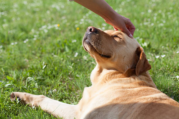 cane felice  - field dog pets green foto e immagini stock
