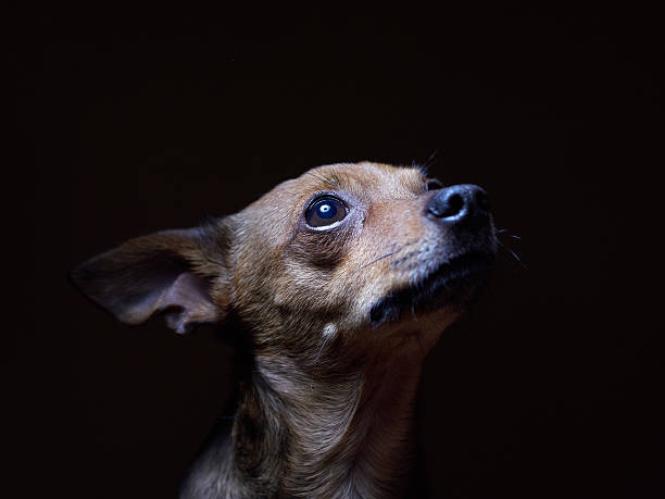 Portrait of beautiful toy terrier on a dark background. stock photo