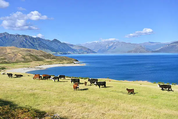 Cows grazing on a green pasture by the lake Hawea, New Zealand