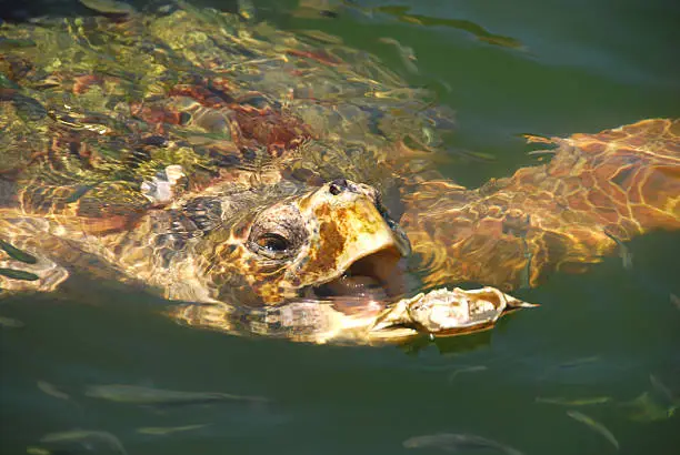 One Caretta Caretta is swimming to a prey with open beak.