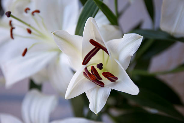 istock Close-up of white lily flowers 545278900