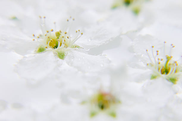 istock White flower on the water.  Macro. Details. Bird-cherry. 545281526