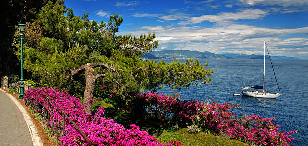 istock pine tree by the roadside on the Mediterranean Sea 545282938