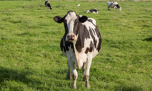 istock Dutch Holstein Zwartbont cow 545283350