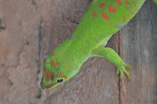 istock Portrait of a green lizard 545283516