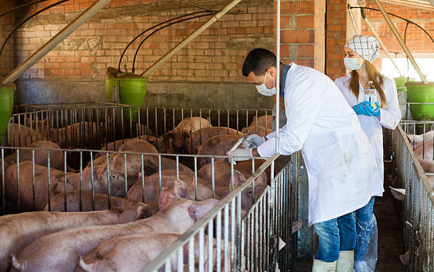 istock Veterinarians holding syringes and bottles 545284236