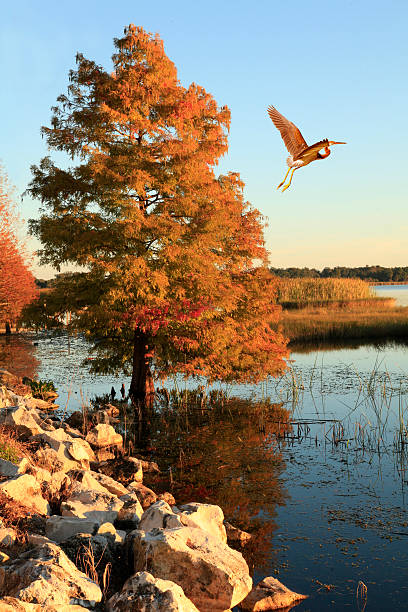 istock Tricolored Heron Flies Past Bald Cypress in the Fall 545285336
