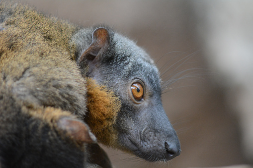 Mongoose Lemur Bronx Zoo, New York, NY