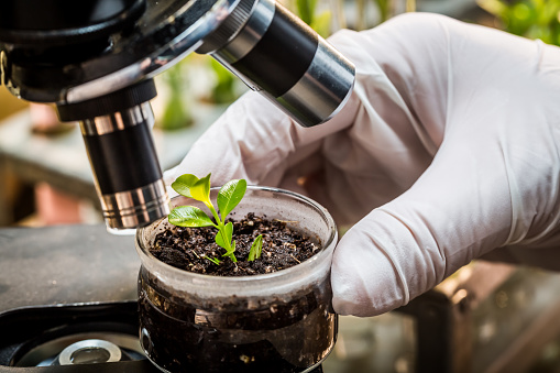 Chemical laboratory testing of pesticides on plants