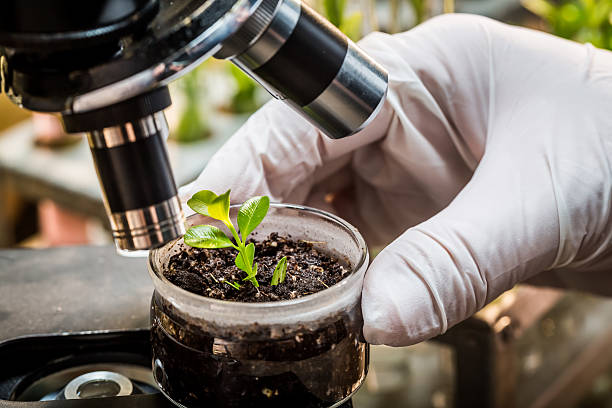 testes de laboratório químico de pesticidas em plantas - microscope medical exam healthcare and medicine science - fotografias e filmes do acervo