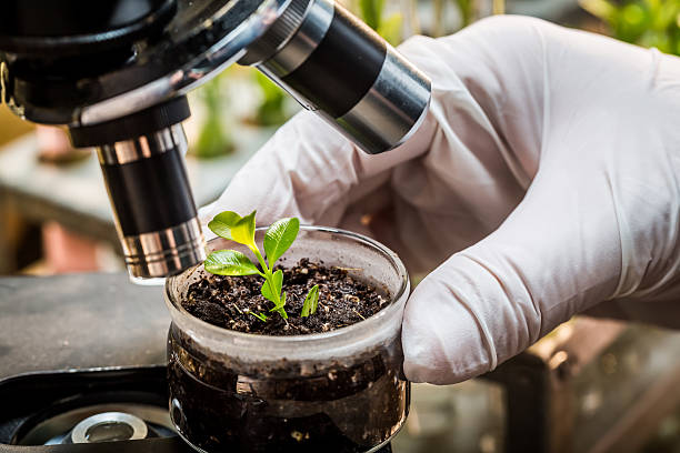 chemical laboratory testing of pesticides on plants - medical exam science research scientific experiment imagens e fotografias de stock