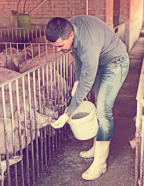 portrait of male farmer feeding domestic pigs - provender imagens e fotografias de stock