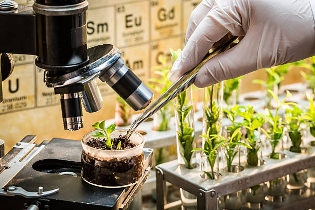 istock Chemical laboratory exploring new methods of plant breeding 545285714