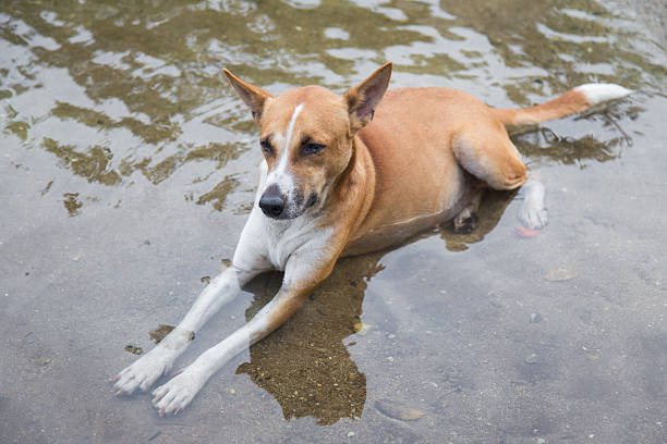 istock Thailand dog lying in water 545286754
