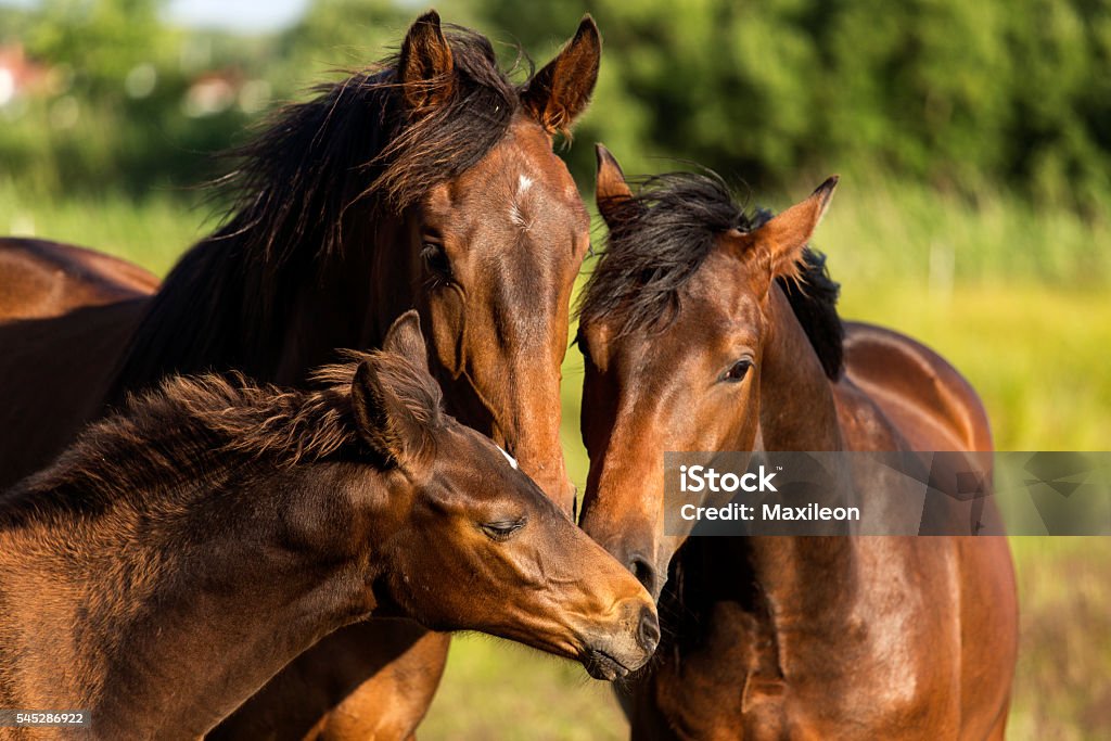 Horses Family of horses showing love Agriculture Stock Photo