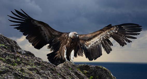 big gyps carnivore bird with opened wings flying with mountings and rocks on background
